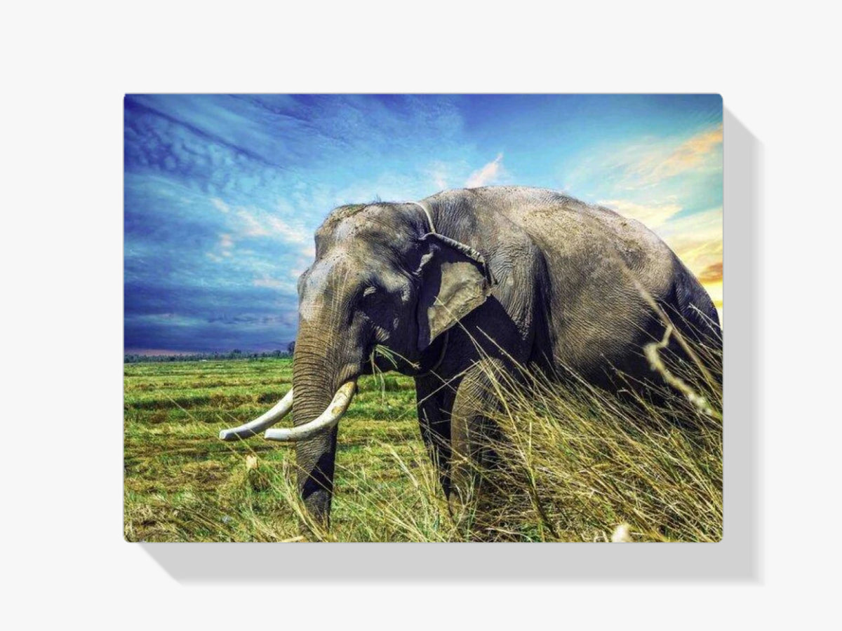 Alter Elefant - Malen nach Zahlen