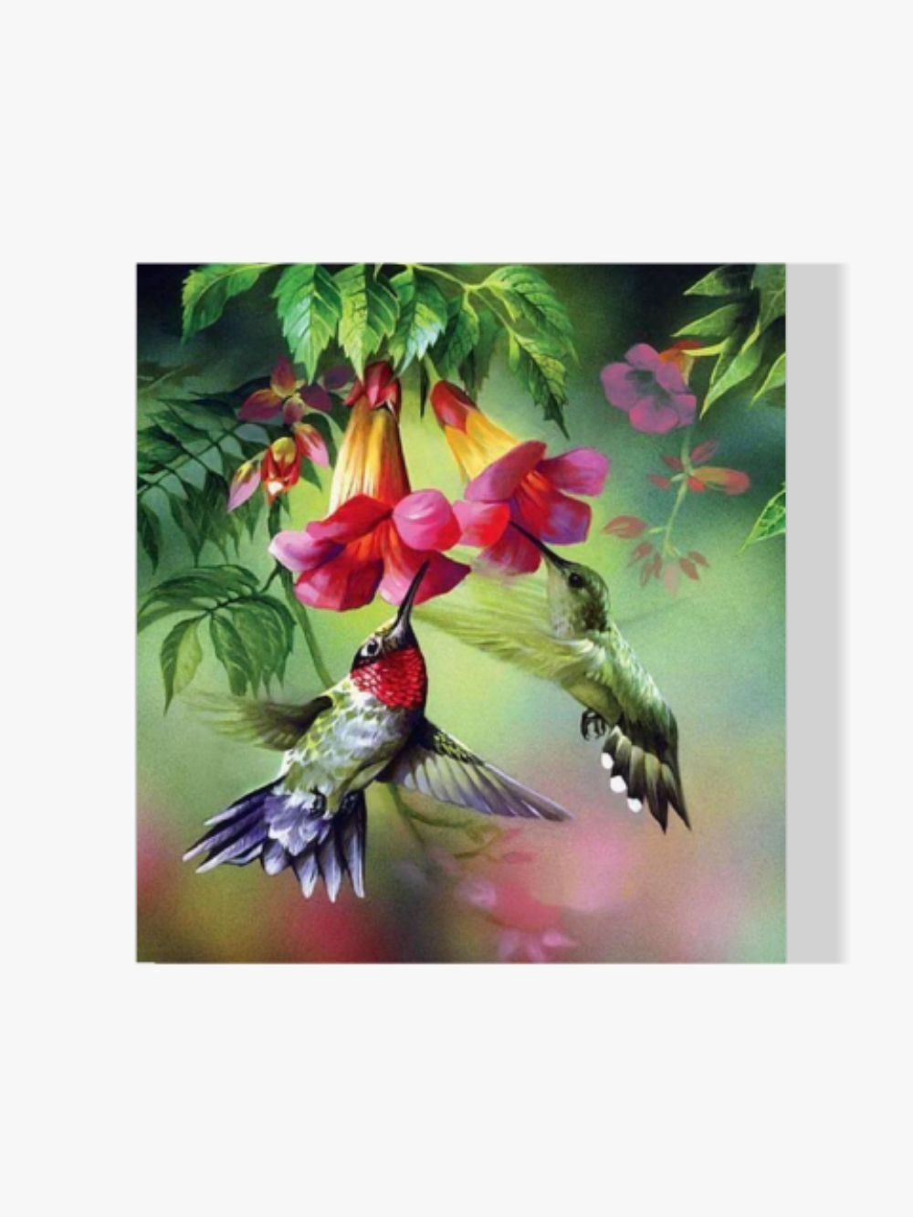 Bunte Kolibris - Malen nach Zahlen