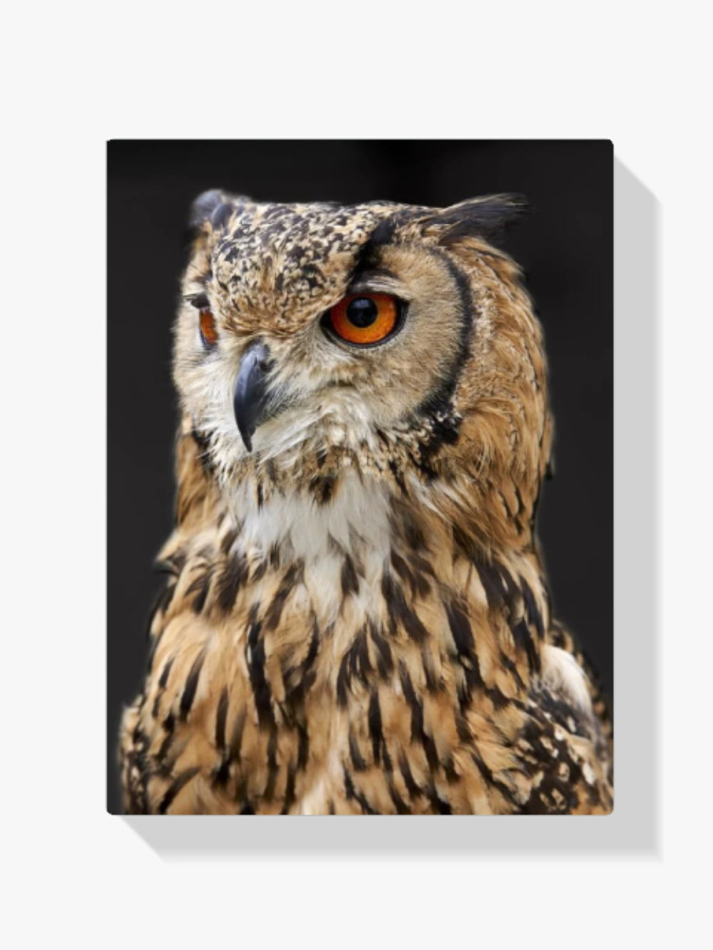 Die weise Eule - Malen nach Zahlen