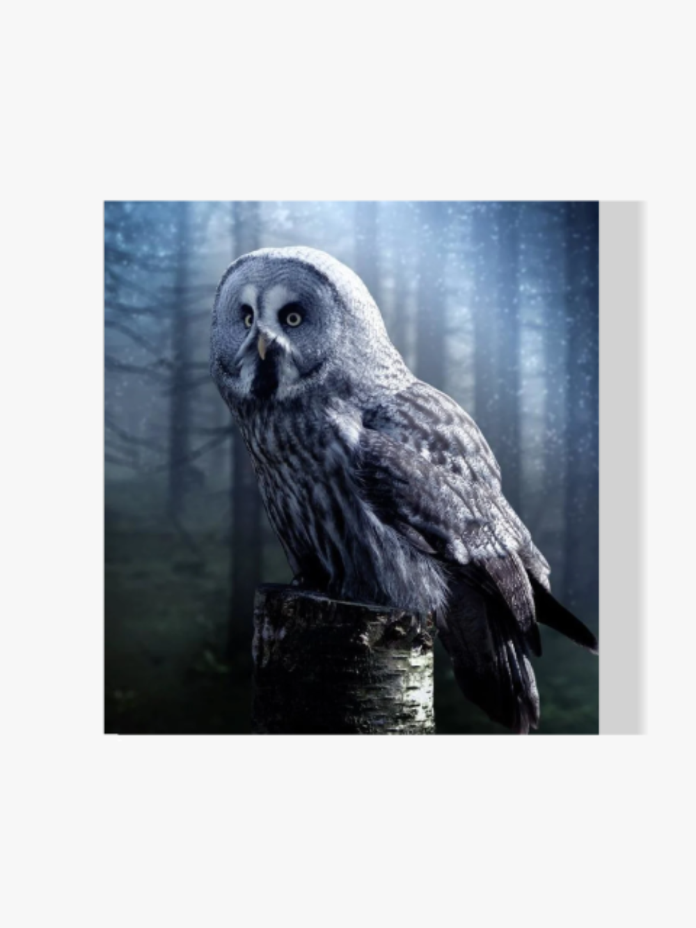 Eule in der Nacht - Malen nach Zahlen