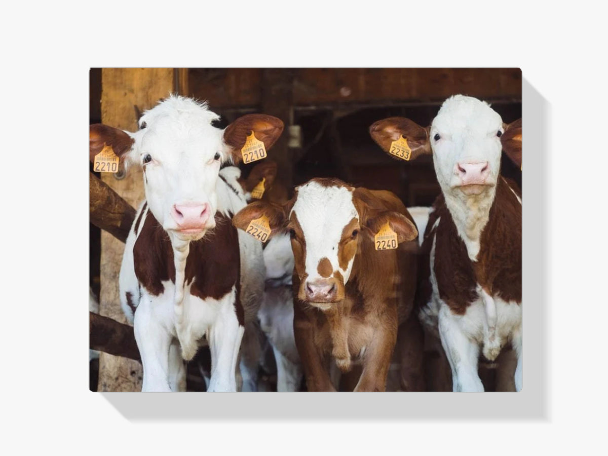Kühe in einer Reihe - Malen nach Zahlen