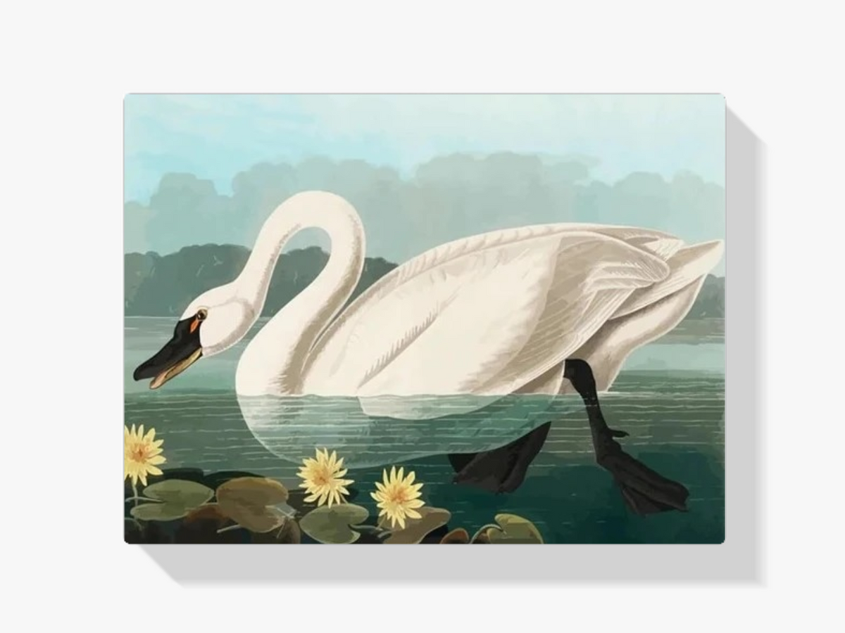 Malen nach Zahlen – Amerikanischer Schwan