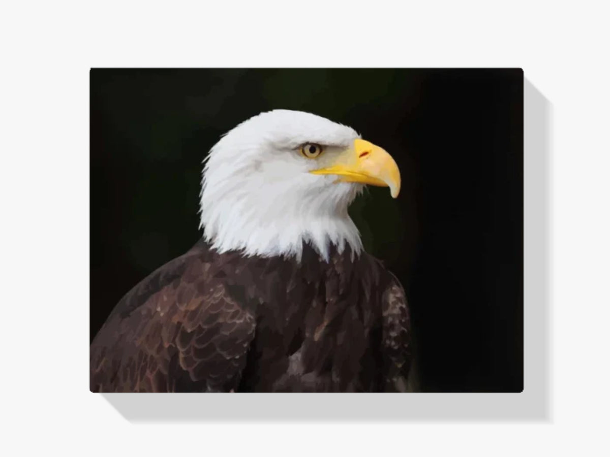 Malen nach Zahlen – Weißkopfseeadler