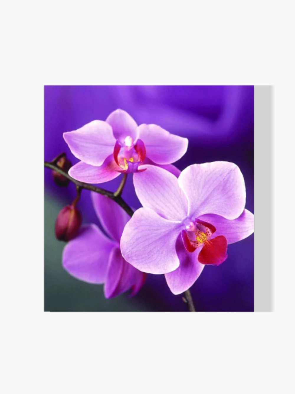 Orchidee - Malen nach Zahlen