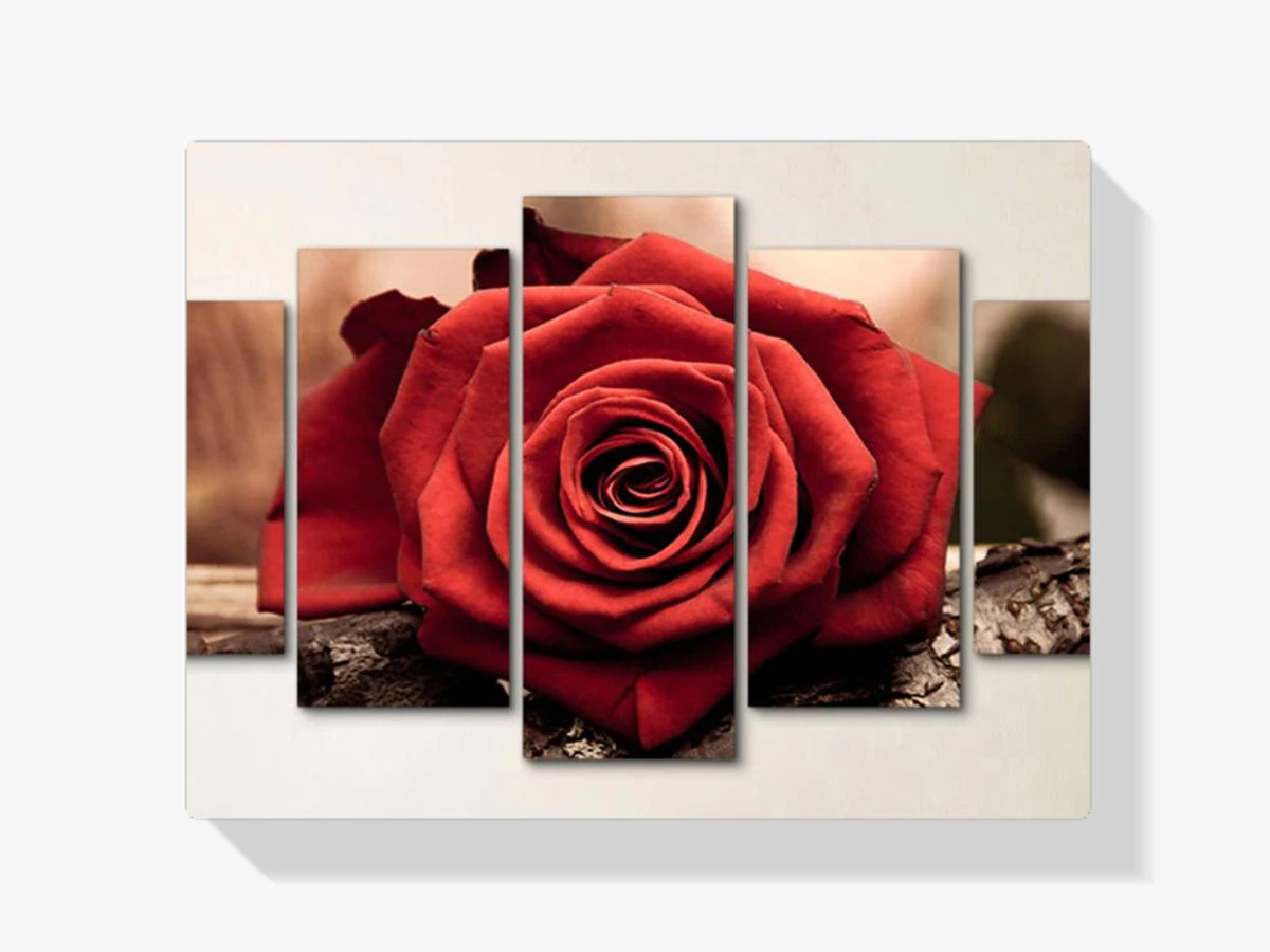 Rose | 5 Teile - Malen nach Zahlen