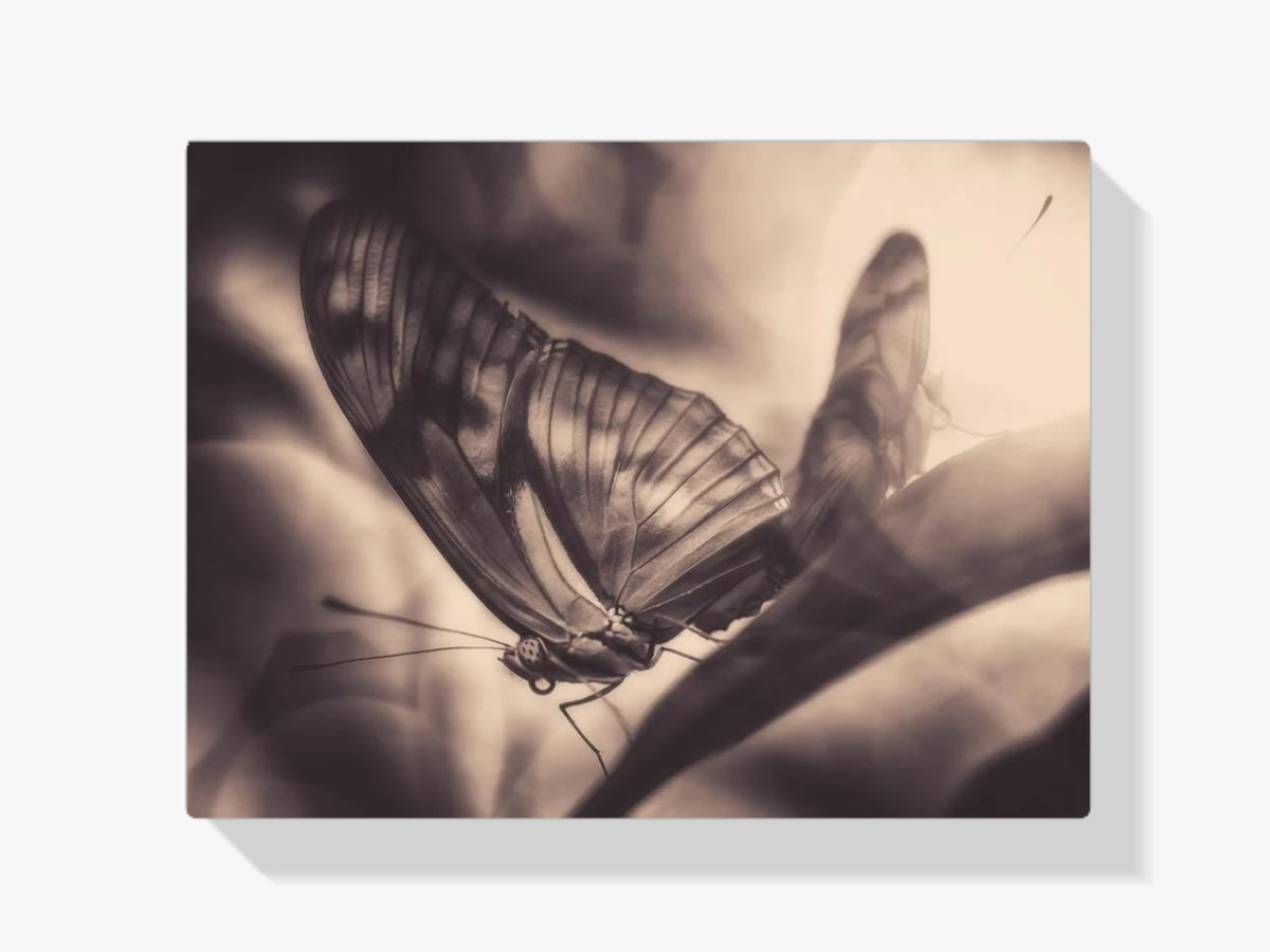 Schmetterling-Silhouette - Malen nach Zahlen