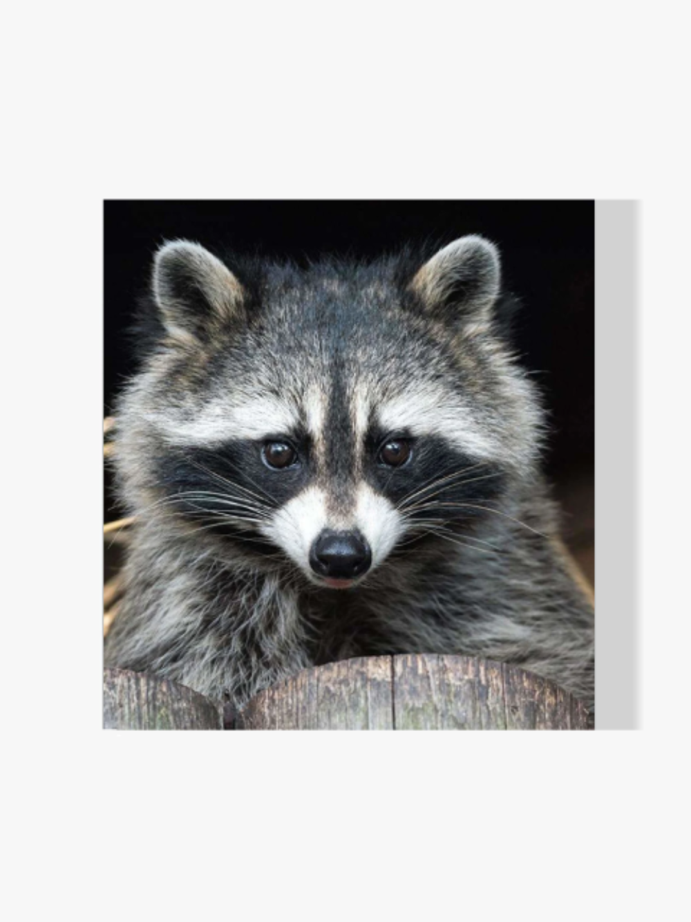 Waschbär - Malen nach Zahlen