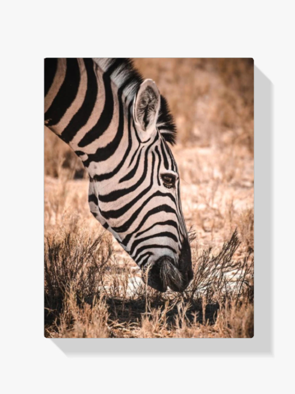 Zebra Savanne - Malen nach Zahlen