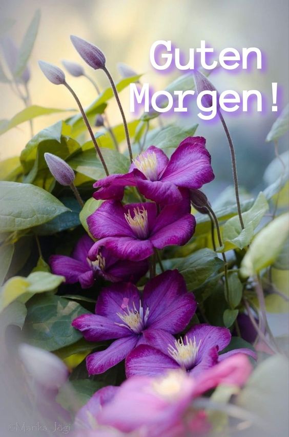 Guten morgen bilder