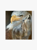 Adler - Wolf - Malen nach Zahlen