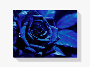 Blaue Rose - Malen nach Zahlen