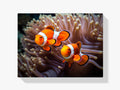 Clownfisch - Nemo - Malen nach Zahlen