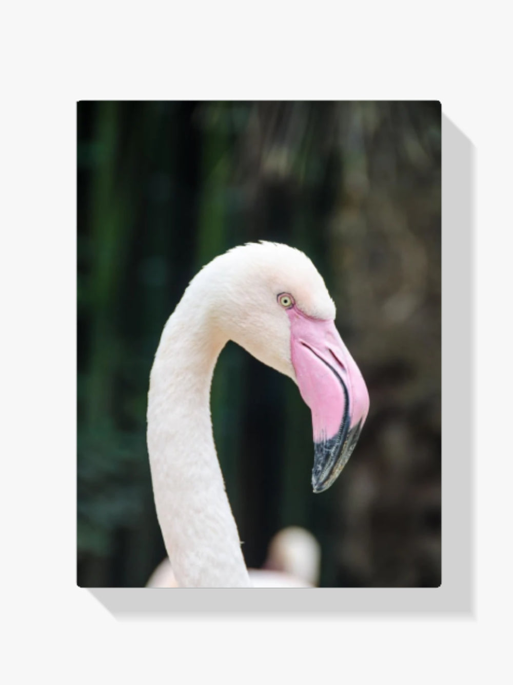 Der elegante Flamingo - Malen nach Zahlen