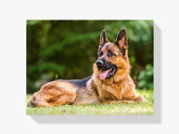 Deutscher Schäferhund - Malen nach Zahlen