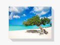 Divi-Baum auf Aruba - Malen nach Zahlen