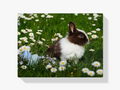 Hase mit Ostereiern - Malen nach Zahlen
