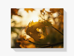 Herbstblatt in der Sonne - Malen nach Zahlen