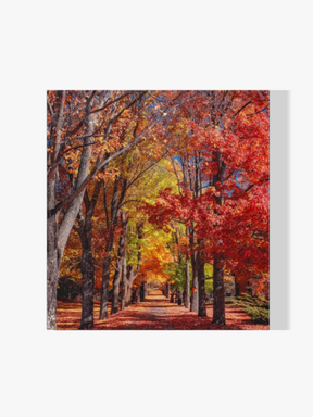 Herbstliche Bäume - Malen nach Zahlen