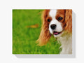 Hundeportrait - Malen nach Zahlen