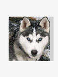 Husky Hund - Malen nach Zahlen