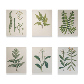 Malen nach Zahlen - 6 Mini-Gemälde | Botanische Pflanzen 2.0 Edition-Set