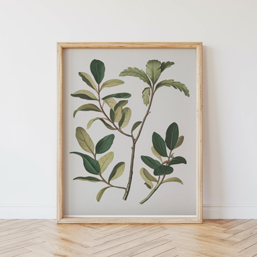 Malen nach Zahlen - 6 Mini-Gemälde | Botanische Pflanzen Edition-Set