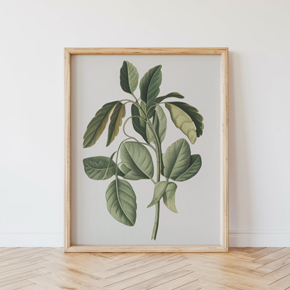 Malen nach Zahlen – 6 Mini-Gemälde Botanische Pflanzen Edition-Set-8