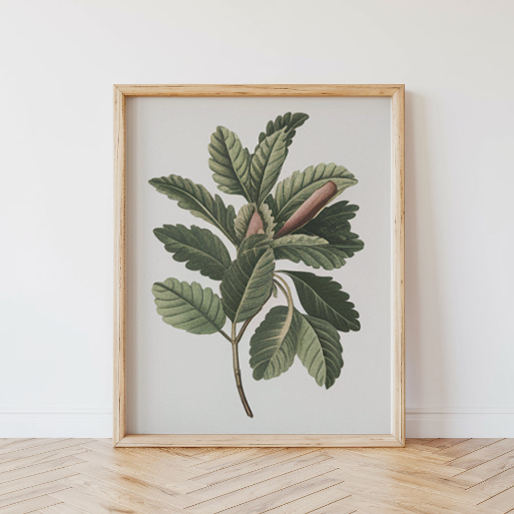 Malen nach Zahlen - 6 Mini-Gemälde | Botanische Pflanzen Edition-Set