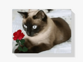 Malen nach Zahlen – Braune Katze mit Rose