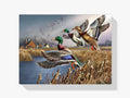 Malen nach Zahlen – Outback-Mallards