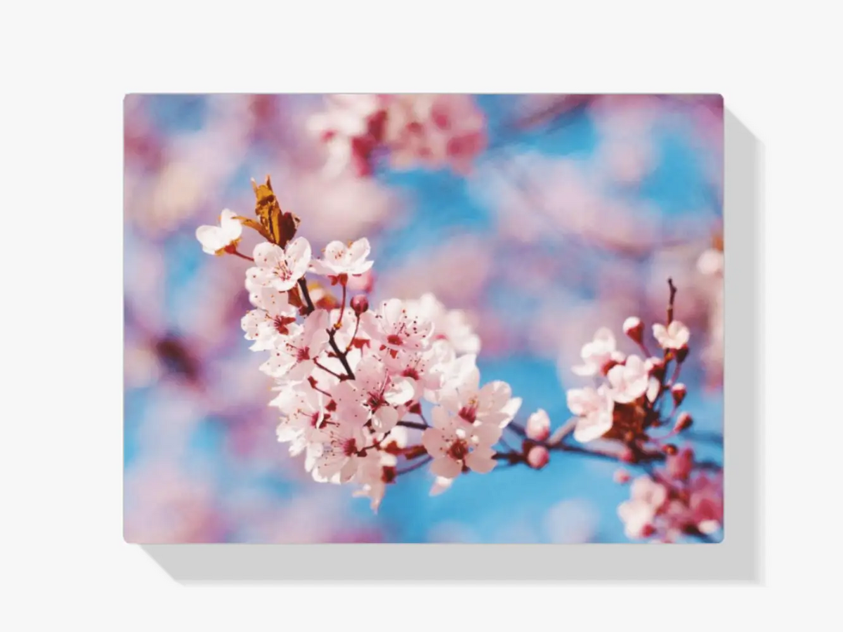 Malen nach Zahlen – Schöne Blüte