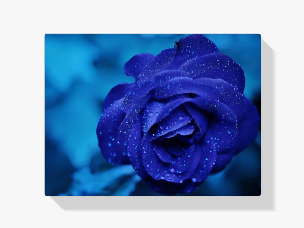 Malen nach Zahlen – Schöne blaue Rose