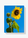 Malen nach Zahlen – Sonnenblume im blauen Himmel