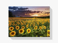 Malen nach Zahlen – Sonnenblumenfeld