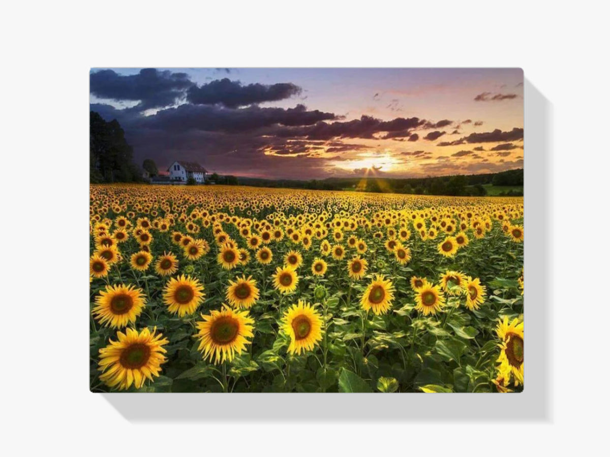 Malen nach Zahlen – Sonnenblumenfeld