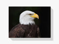 Malen nach Zahlen – Weißkopfseeadler