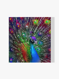 Pfau - Malen nach Zahlen