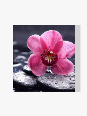 Rosa Blume auf Stein - Malen nach Zahlen