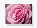 Rosa Rose - Malen nach Zahlen