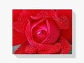 Rote Rose - Malen nach Zahlen