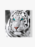 Schneetiger Blaue Augen - Malen nach Zahlen