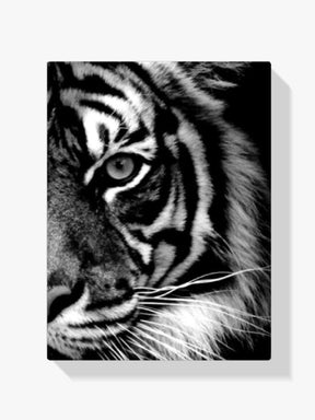 Tiger - Malen nach Zahlen