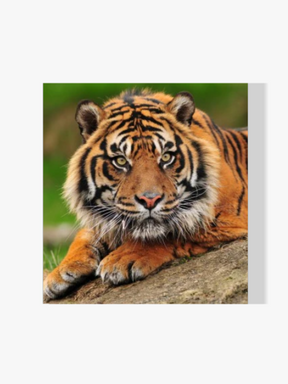 Tiger - Malen nach Zahlen