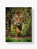 Tiger - Malen nach Zahlen
