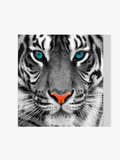 Tiger blaue Augen - Malen nach Zahlen