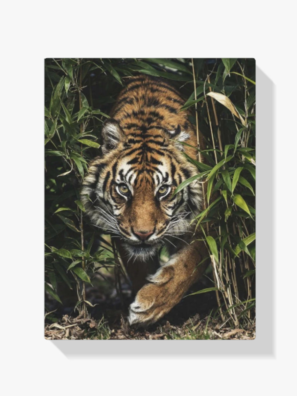 Tiger im hohen Gras - Malen nach Zahlen